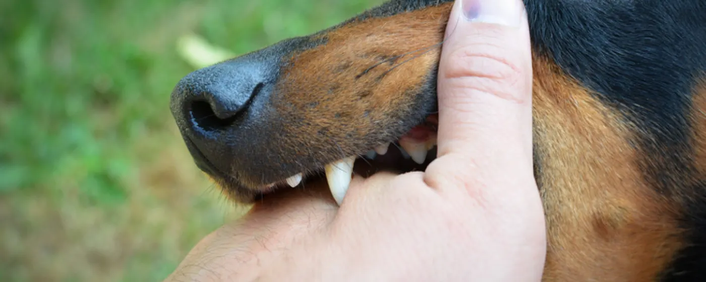 Have You Suffered a Dog Bite Injury in South Florida?